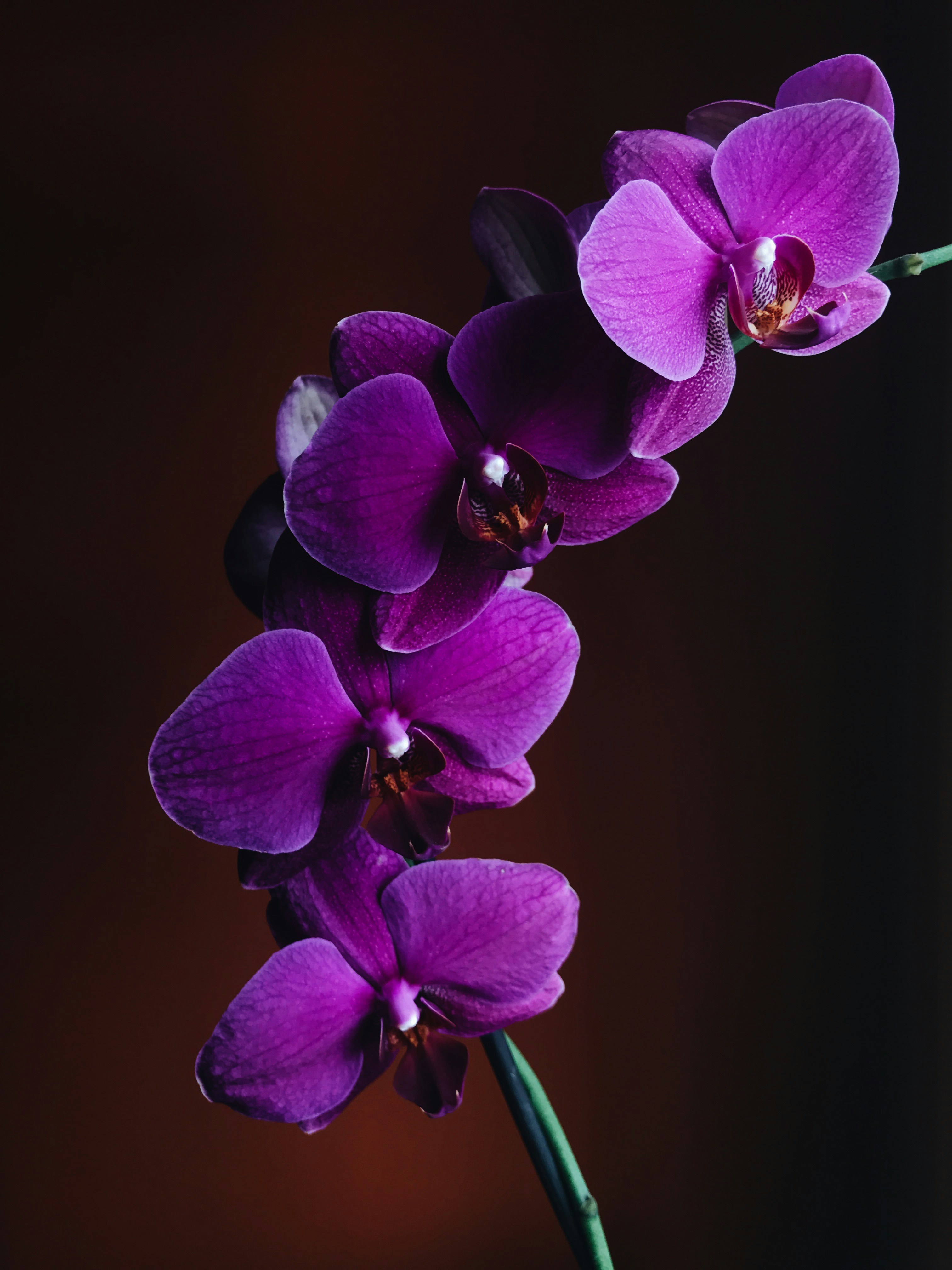 gallery-photo
