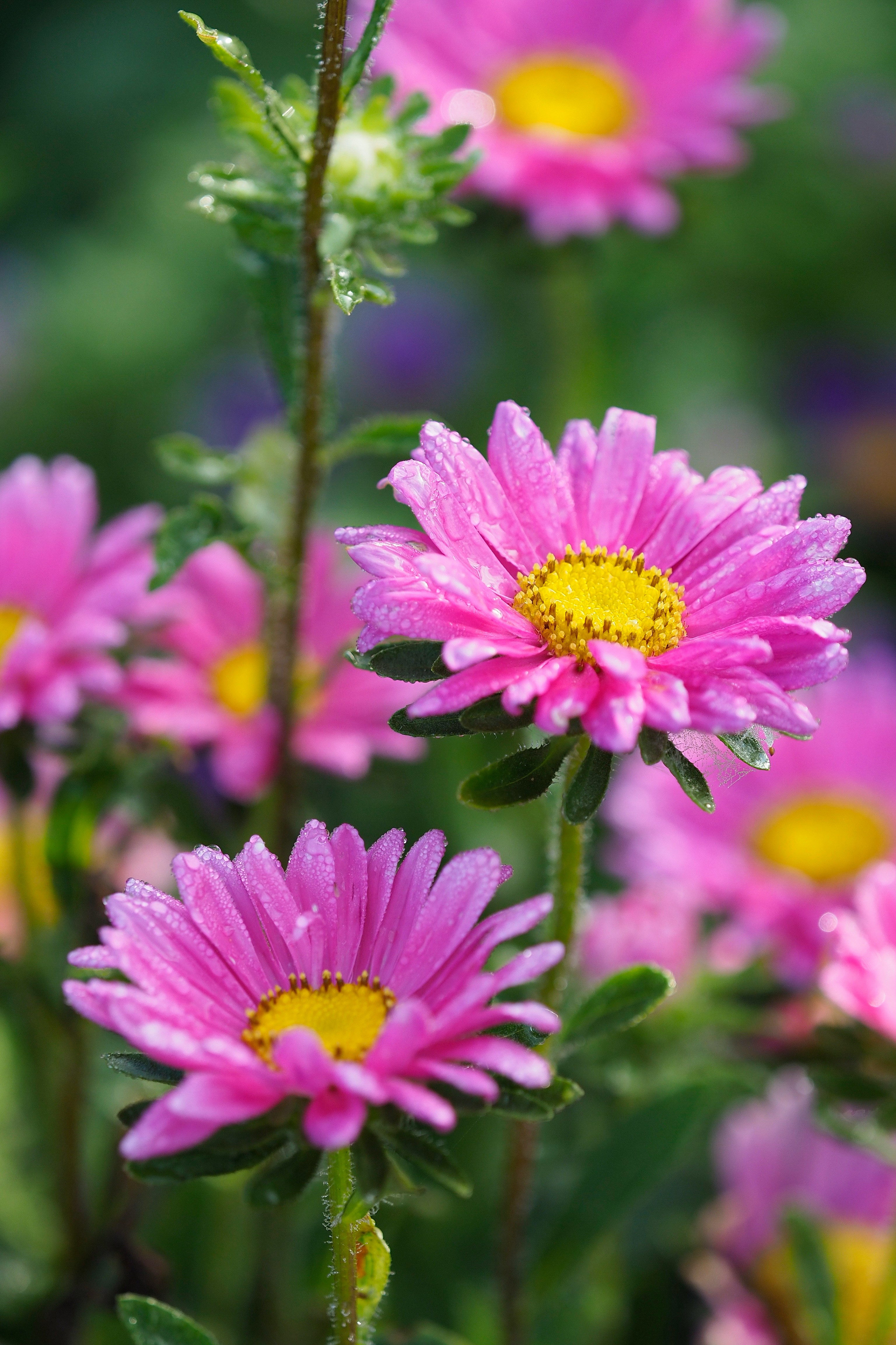 gallery-photo
