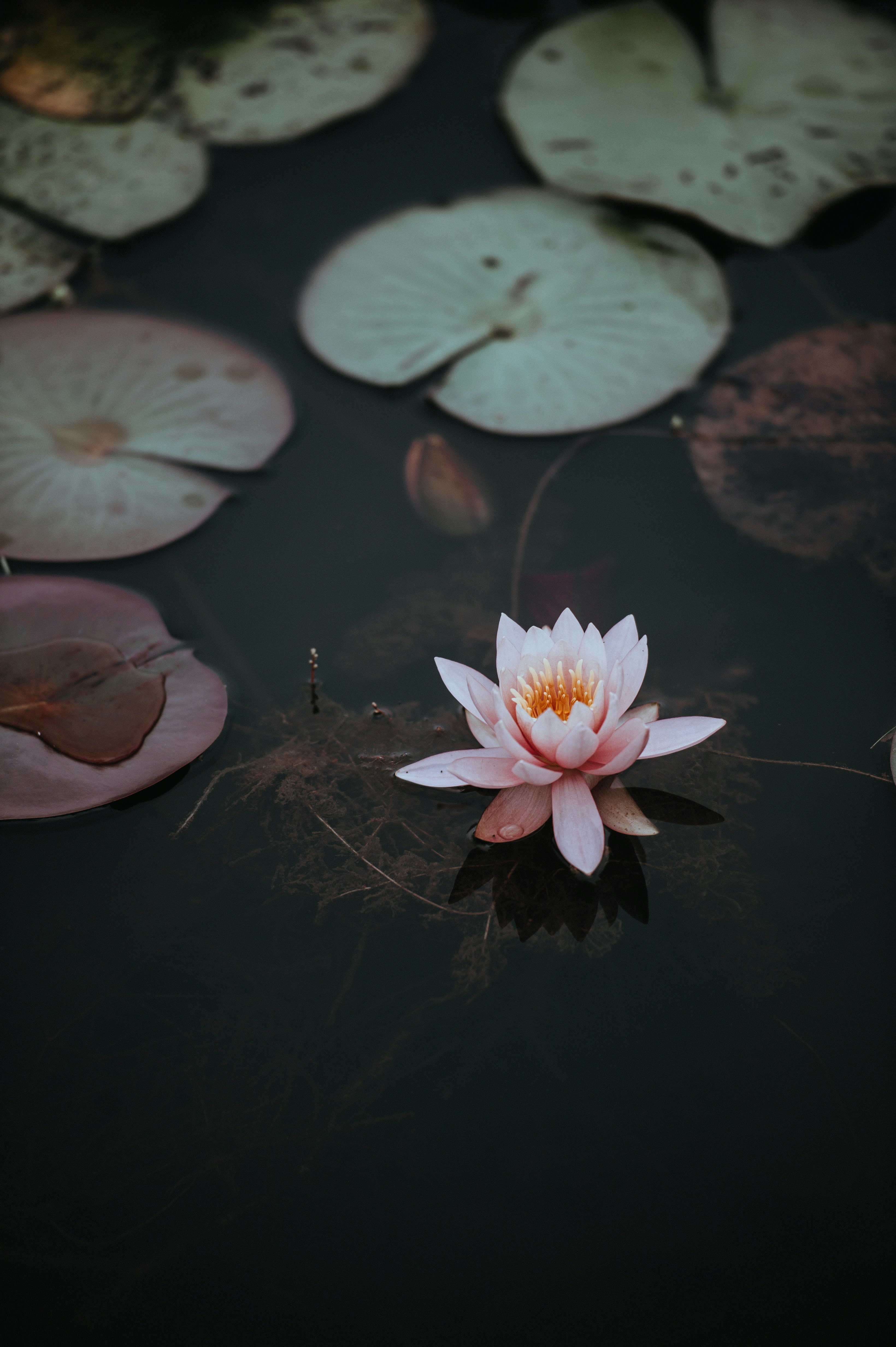 gallery-photo