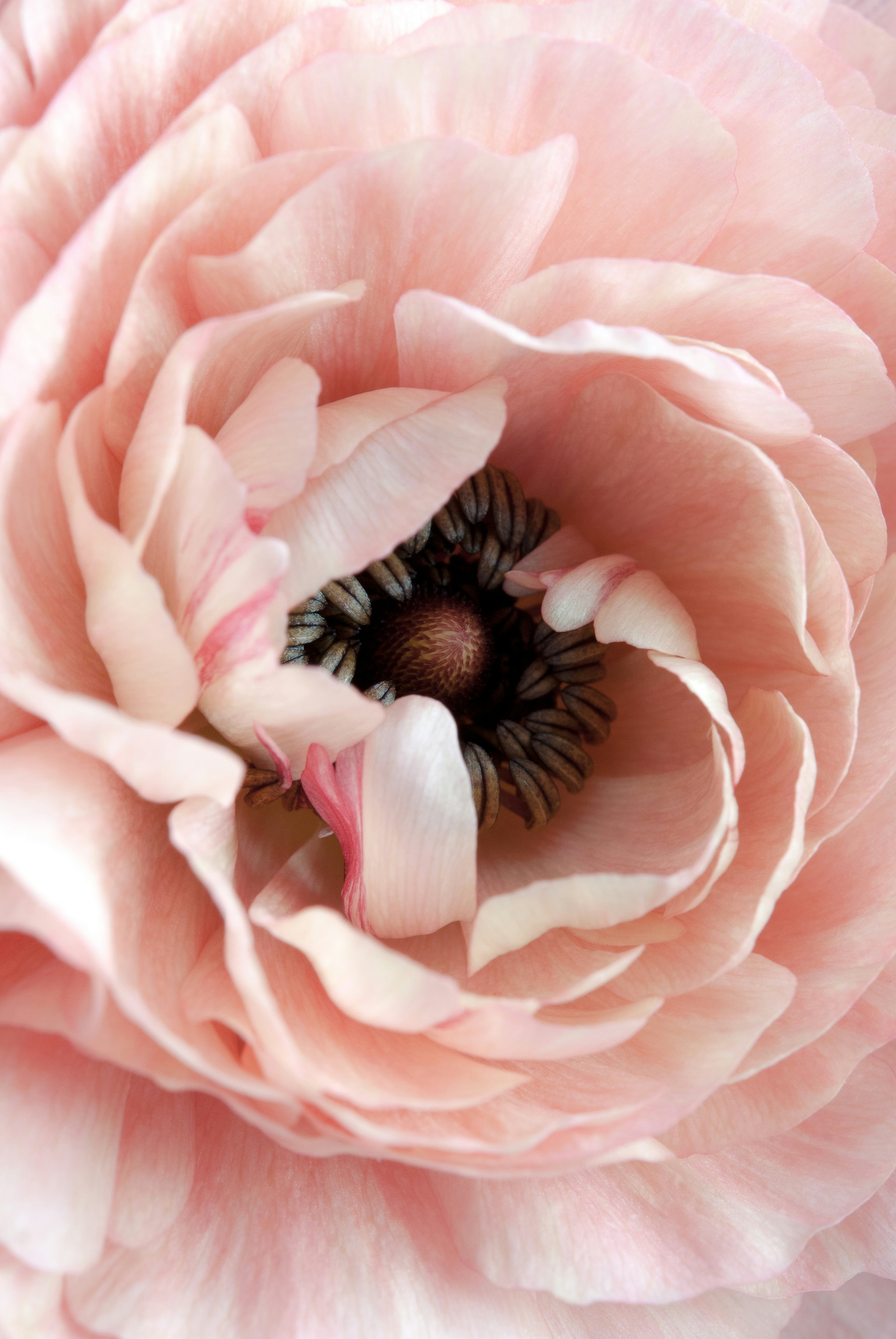 gallery-photo