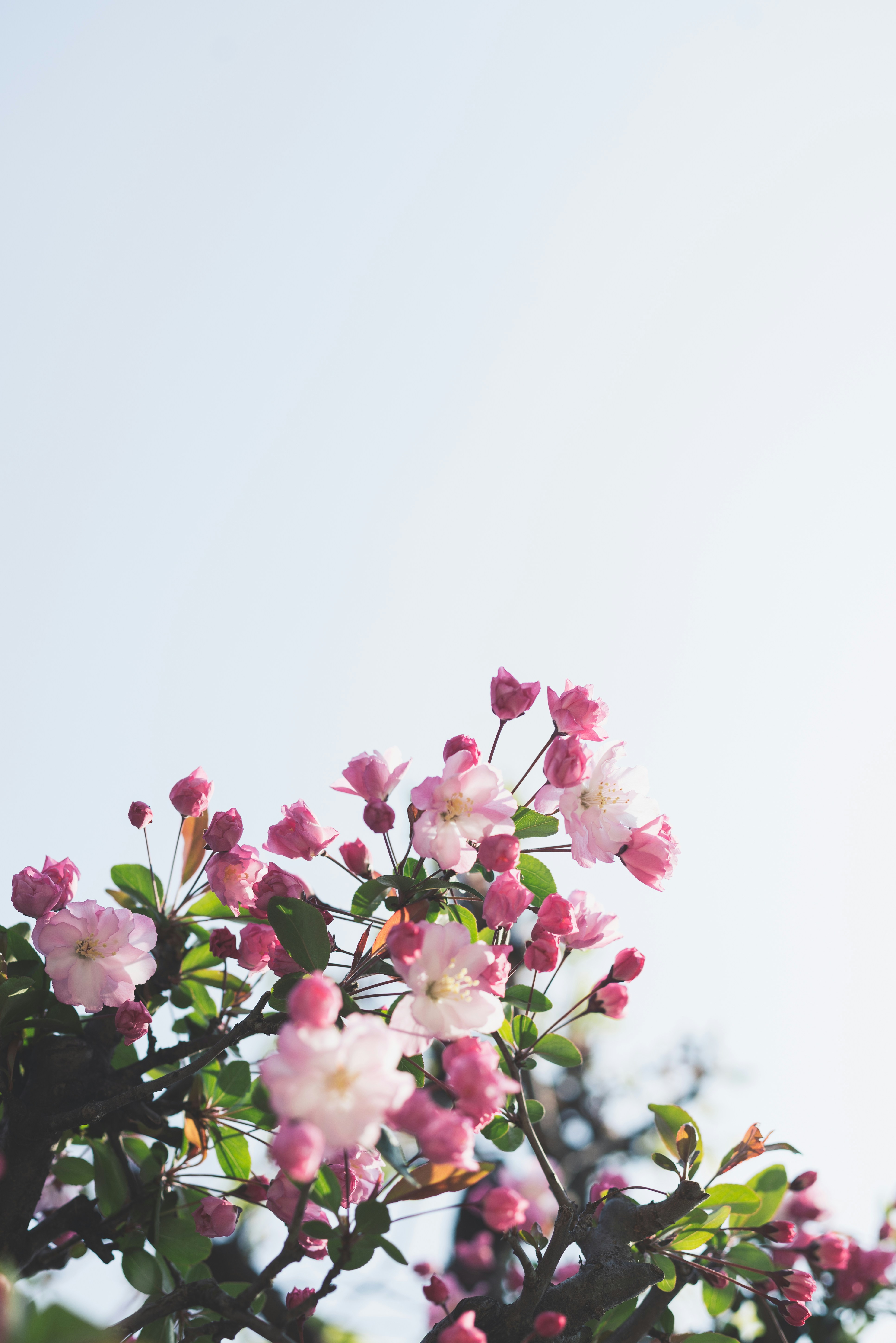 gallery-photo